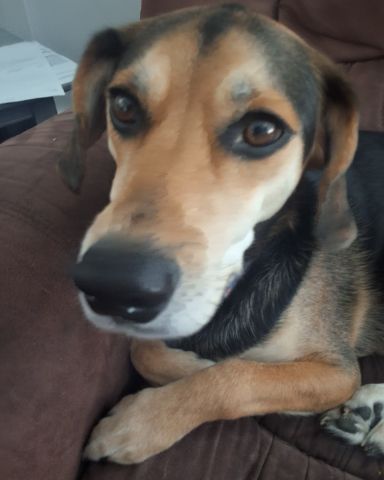 Cute beagle mix named louie