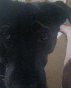 Cute German Shepherd, Rottweiler (little dachshund too) named Peaches