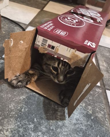 Cute cat named Noodle