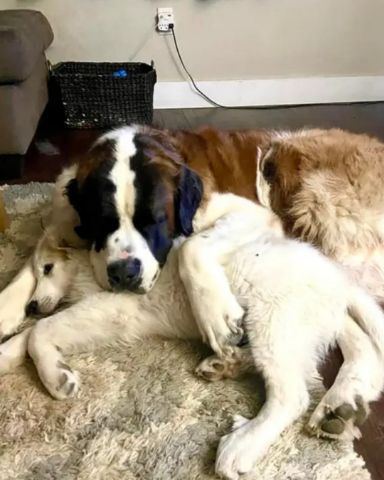 Cute dog named nova and ghost