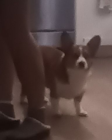 Cute corgi and austrailian shepherd named lily and penny