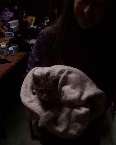 Cute cat named warrior