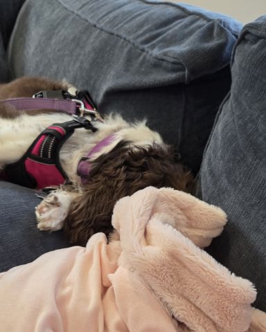 Cute English Springer Spaniel named Sparky
