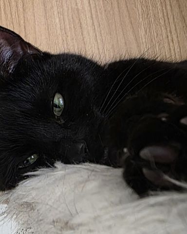 Cute cat named Ventress