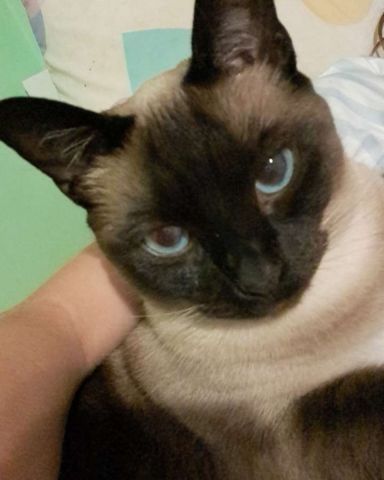 Cute Siamese named Luna🌙💫 (twin of Stella)