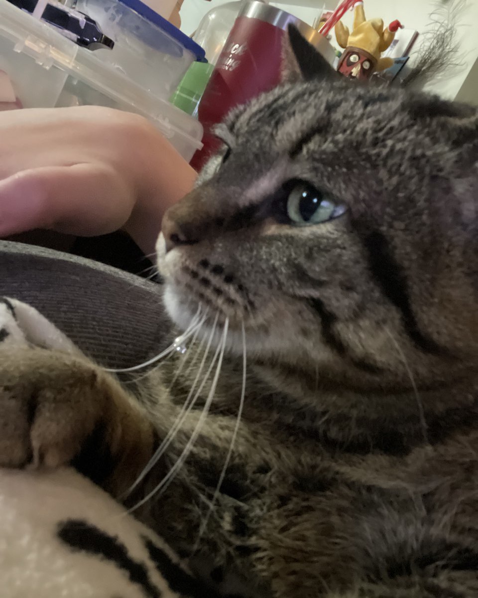 Cute cat named ReyRey