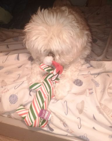 Cute Shi Tzu named Chloe
