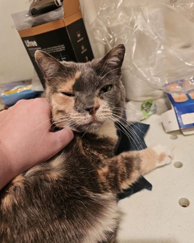 Cute calico cat named Smokey Topaz
