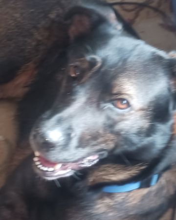 Cute German Shepherd, Rottweiler (little dachshund too) named Peaches