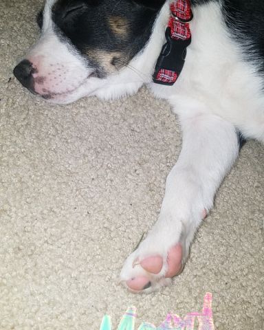Cute dog named Midi