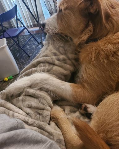 Cute Mixed Breed named Dexter