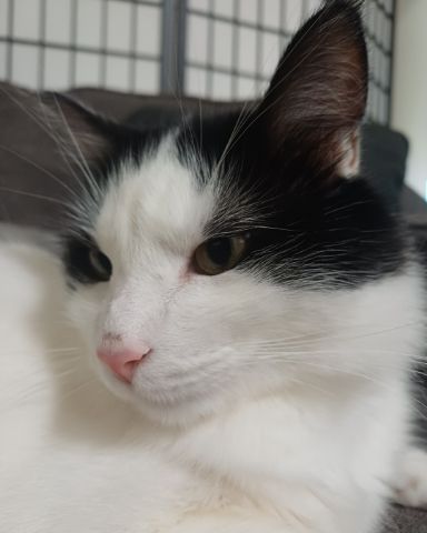 Cute Tuxedo named Manchhas