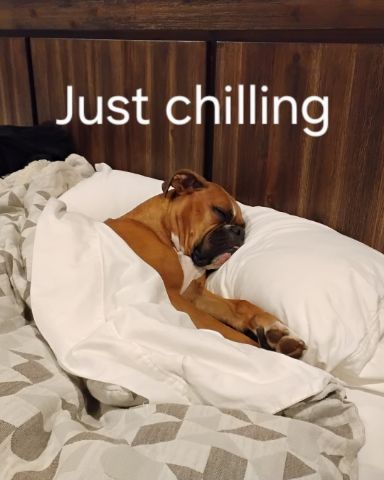 Cute Boxer named Niya