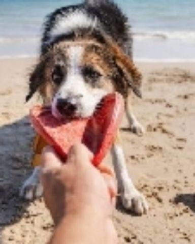 Cute dog named shelter Dogs