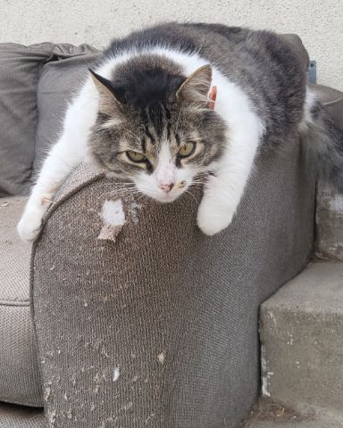 Cute tabby named Farley Fart