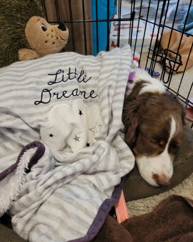 Cute English Springer Spaniel named Sparky