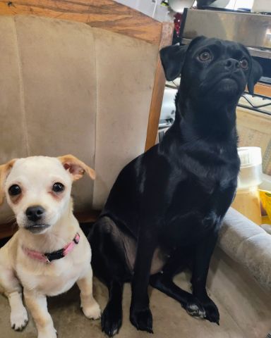 Cute pugzu named aveil and Neriah