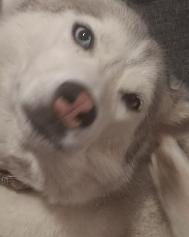 Cute husky named Athena