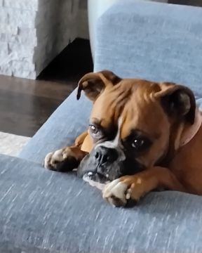 Cute Boxer named Niya