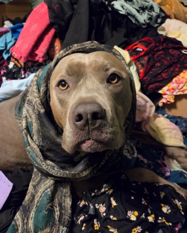 Cute pitbull named violet