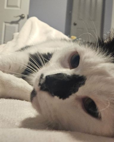 Cute moo cow named Mr. Simon