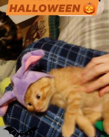 Cute tabby named Tiger