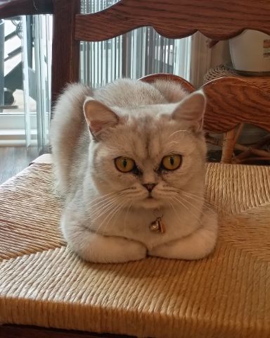 Cute British Shorthair named Chai