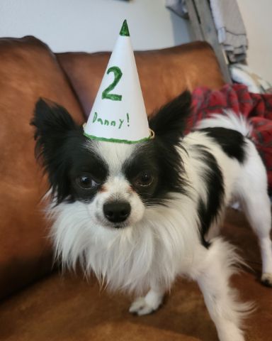 Cute Long haired Chihuahua named Danny