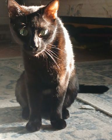 Cute Shorthair Burmese cross named Enderchest
