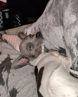 Cute chiweenie puppy named Charlie