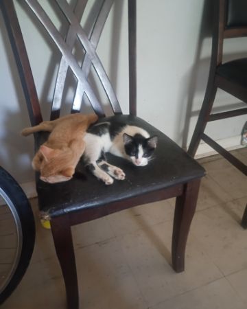 Goldie & Cleo 🐱😽, #3 on today's leaderboard