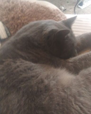 Cute cat named scoot