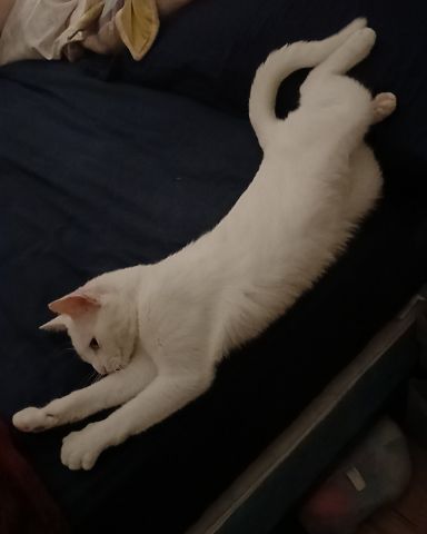 Cute White kitty named Snowball