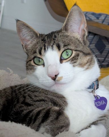 Cute Piebald Shorthair named Kima