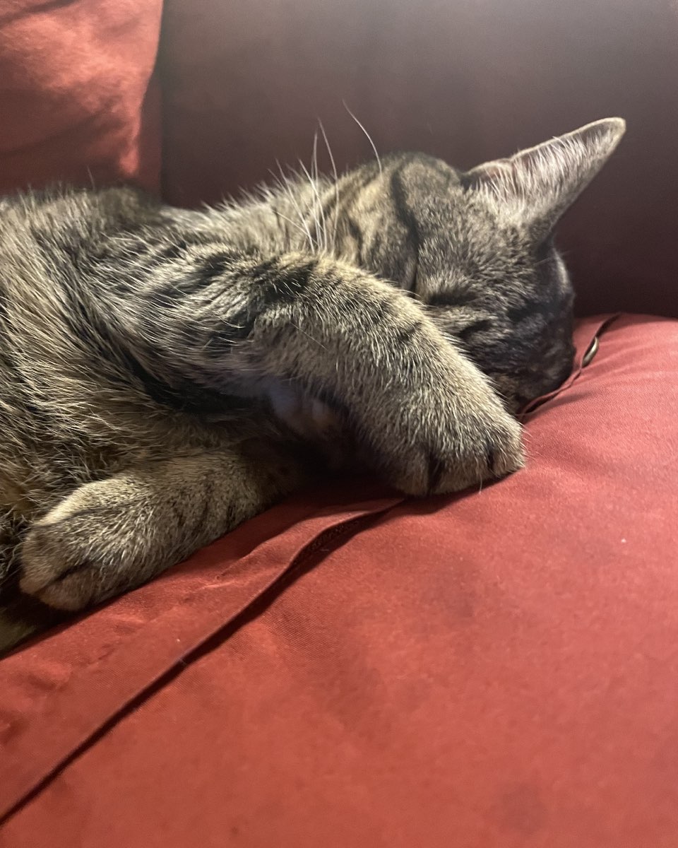 Cute cat named ReyRey