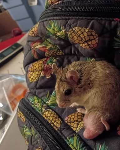 Cute cambell dwarf hamster named sam
