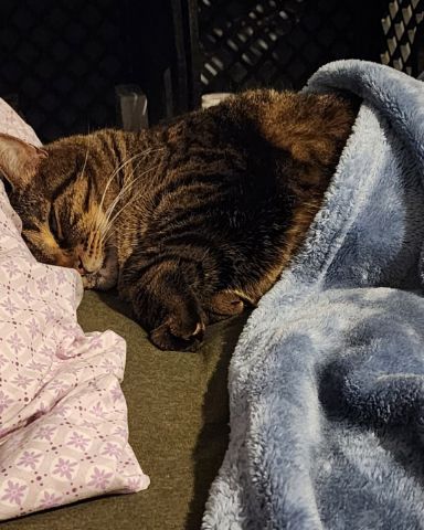 Cute cat named Rick