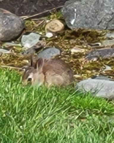Cute Rabbit named The Rabbits in the Yard