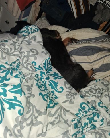 Cute Chihuahua, and some kind of Terrier. named Roni