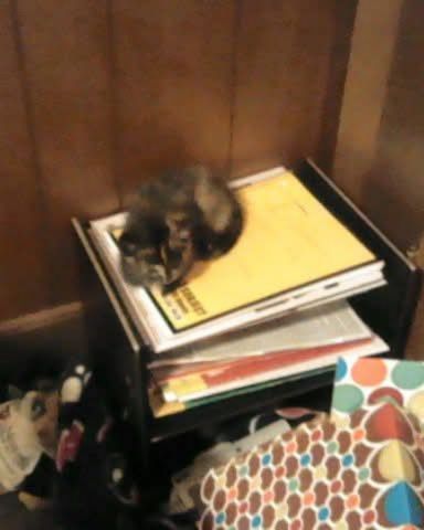 Cute cat named Gizmo
