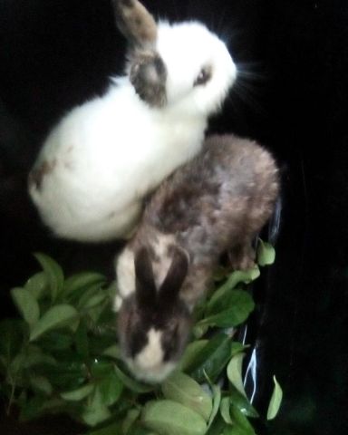 Cute rabbit named stormy and Lola bunny