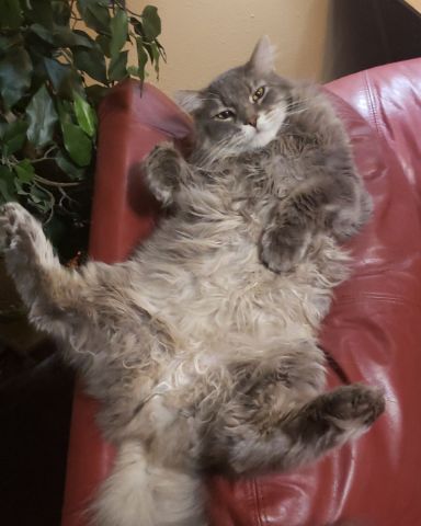 Cute cat named Ozzy