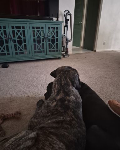 Cute Cane corso named Max💙🩵