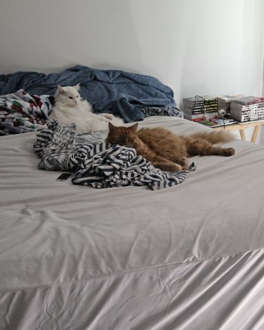 Cute cat named Smudge ( Orange ) And Marshmallow ( White )