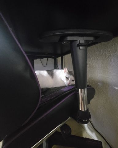 Cute cat named Mama's