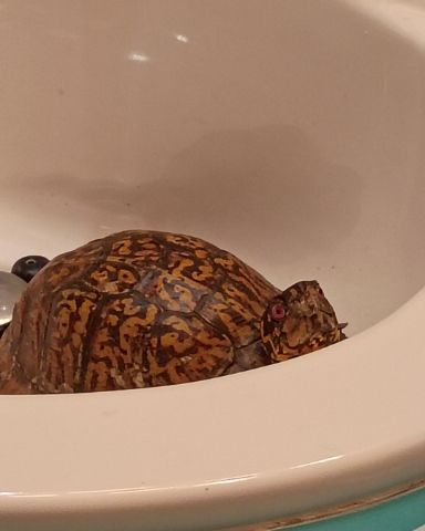 Cute Eastern box turtle named Michaelangelo