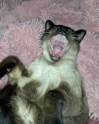 Cute Siamese named Luna🌙💫 (twin of Stella)