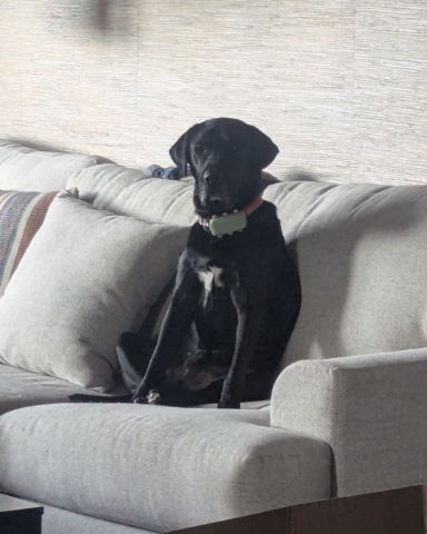Cute Lab named Bo