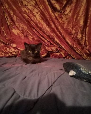 Cute Bombay named Cleopatra