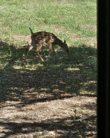 Cute Deer,Axis Deer,Bucks,Axis Bucks named Nature
